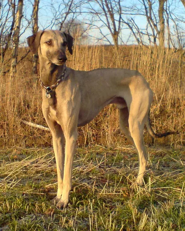 Photo d'un chien de race Sloughi