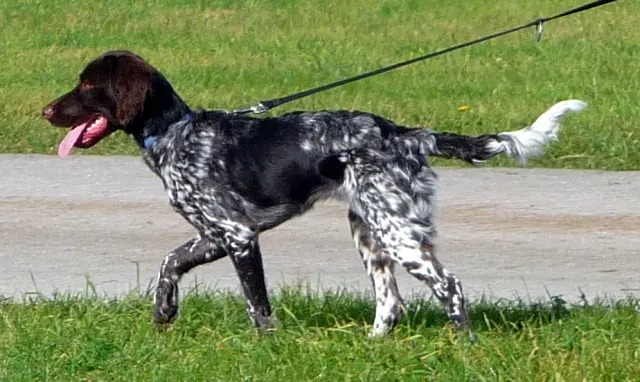 Photo d'un chien de race Petit épagneul de Münster
