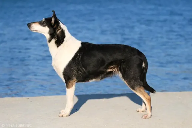 Photo d'un chien de race Colley à poil court