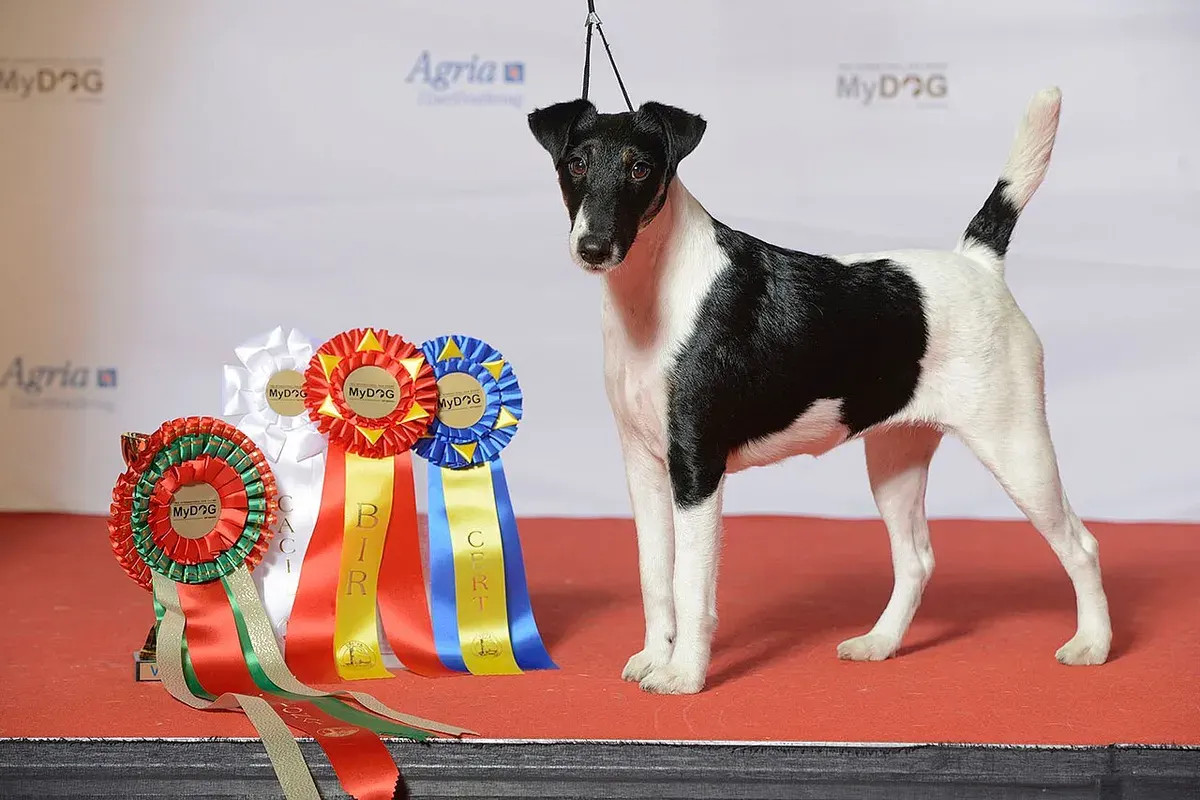 Photo d'un chien de race Fox-terrier à poil lisse