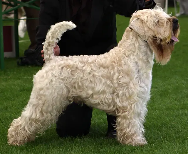 Photo d'un chien de race Terrier irlandais à poil doux