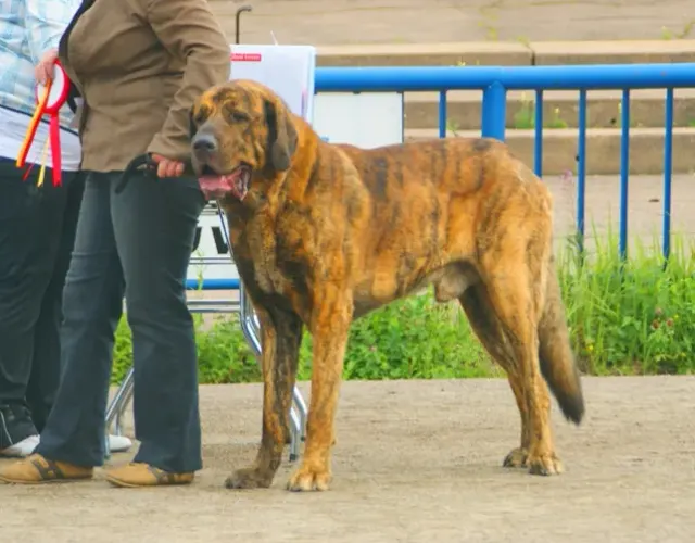 Photo d'un chien de race Mâtin espagnol