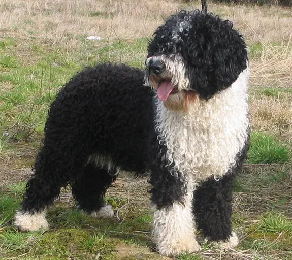 Photo d'un chien de race Chien d'eau espagnol