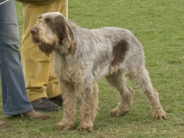 Photo d'un chien de race Spinone