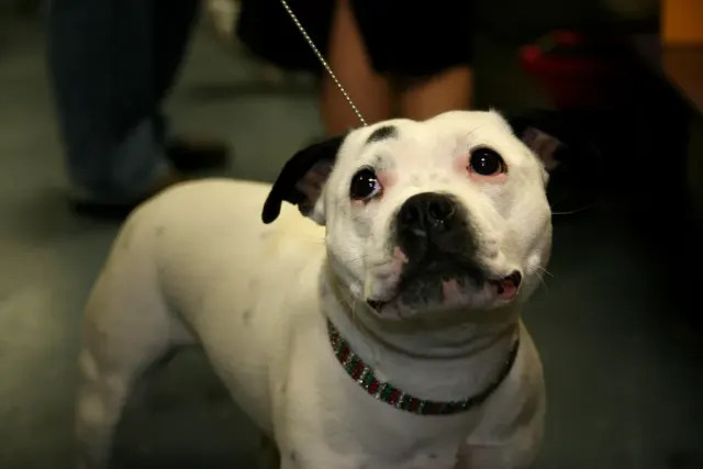 Photo d'un chien de race Staffordshire Bull Terrier