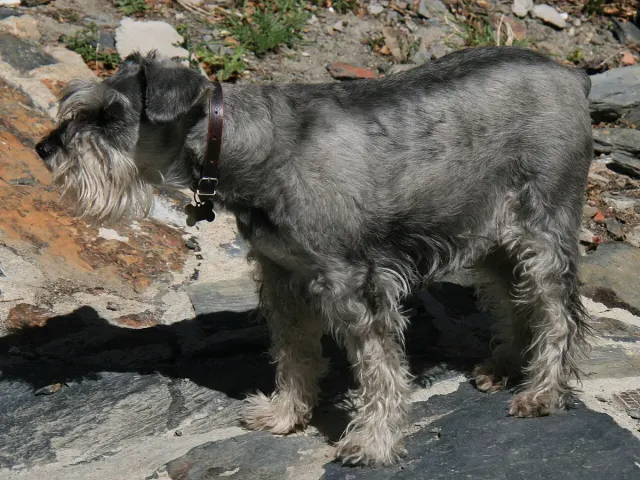 Photo d'un chien de race Schnauzer moyen