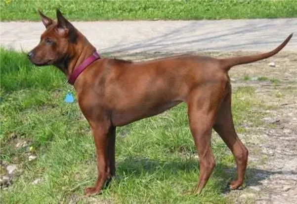Photo d'un chien de race Thai Ridgeback