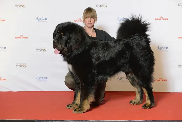 Photo d'un chien de race Dogue du Tibet