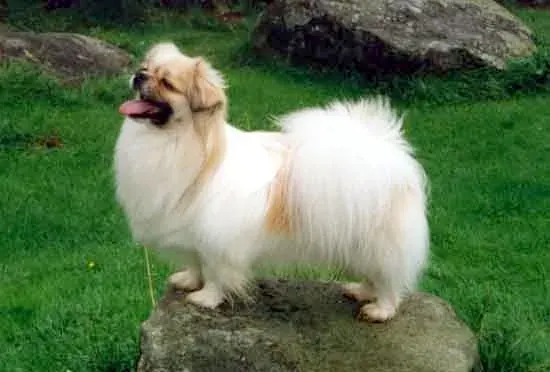 Photo d'un chien de race Épagneul tibétain