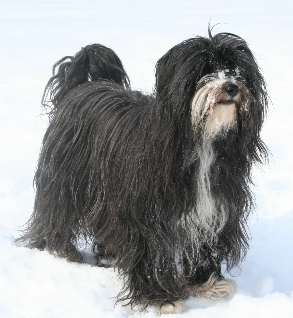Photo d'un chien de race Terrier du Tibet