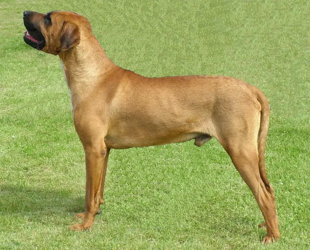 Photo d'un chien de race Tosa