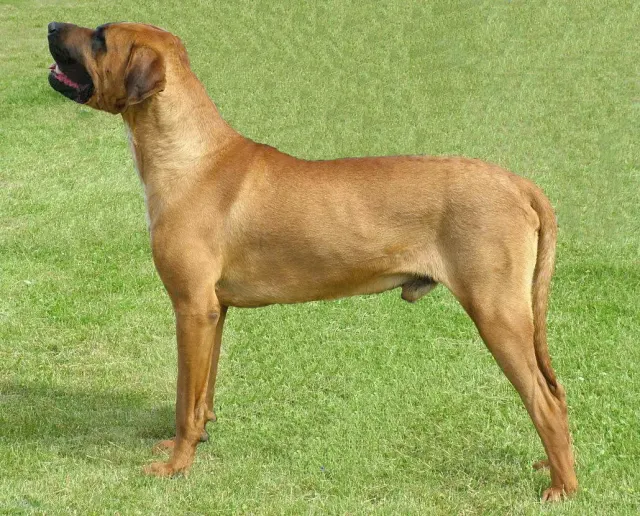 Photo d'un chien de race Tosa