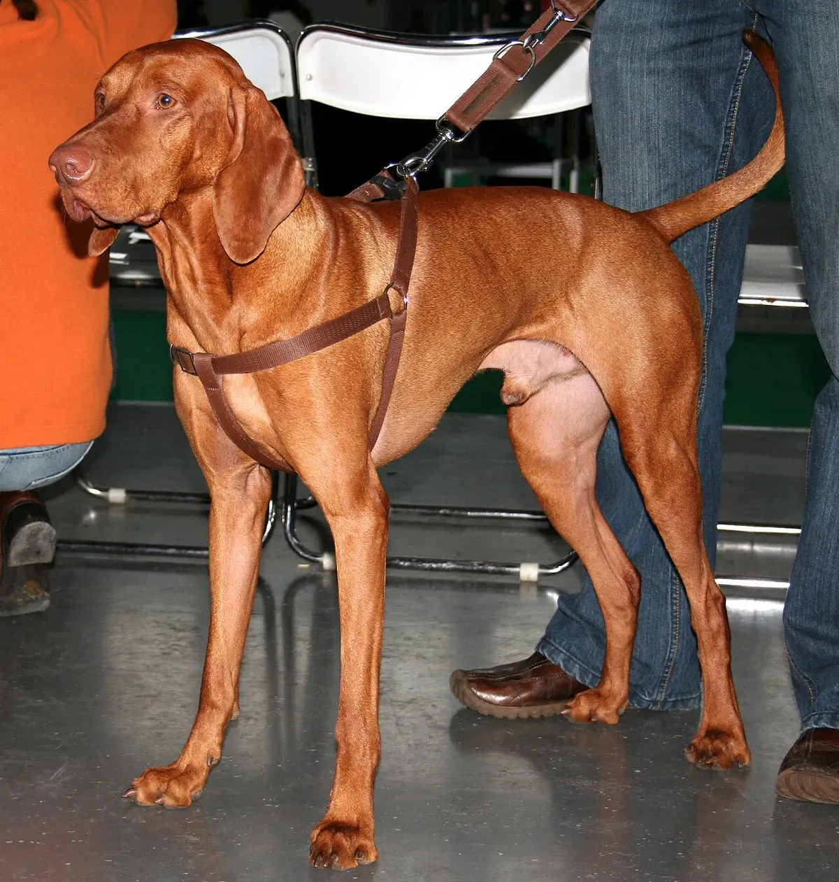 Photo d'un chien de race Braque hongrois à poil court (Vizsla)
