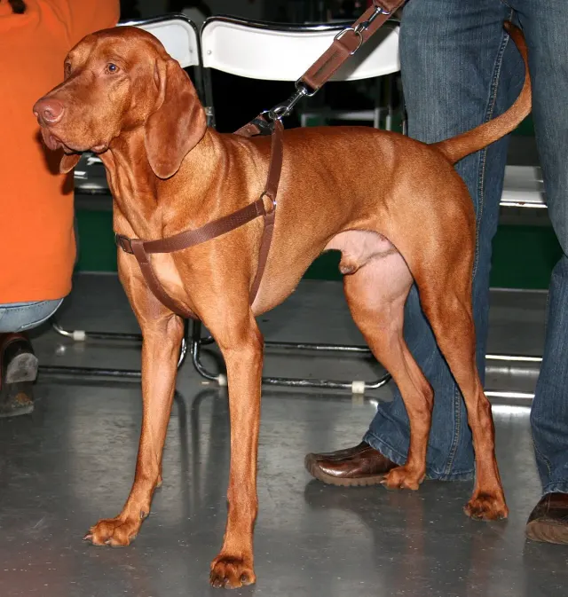 Photo d'un chien de race Braque hongrois à poil court (Vizsla)