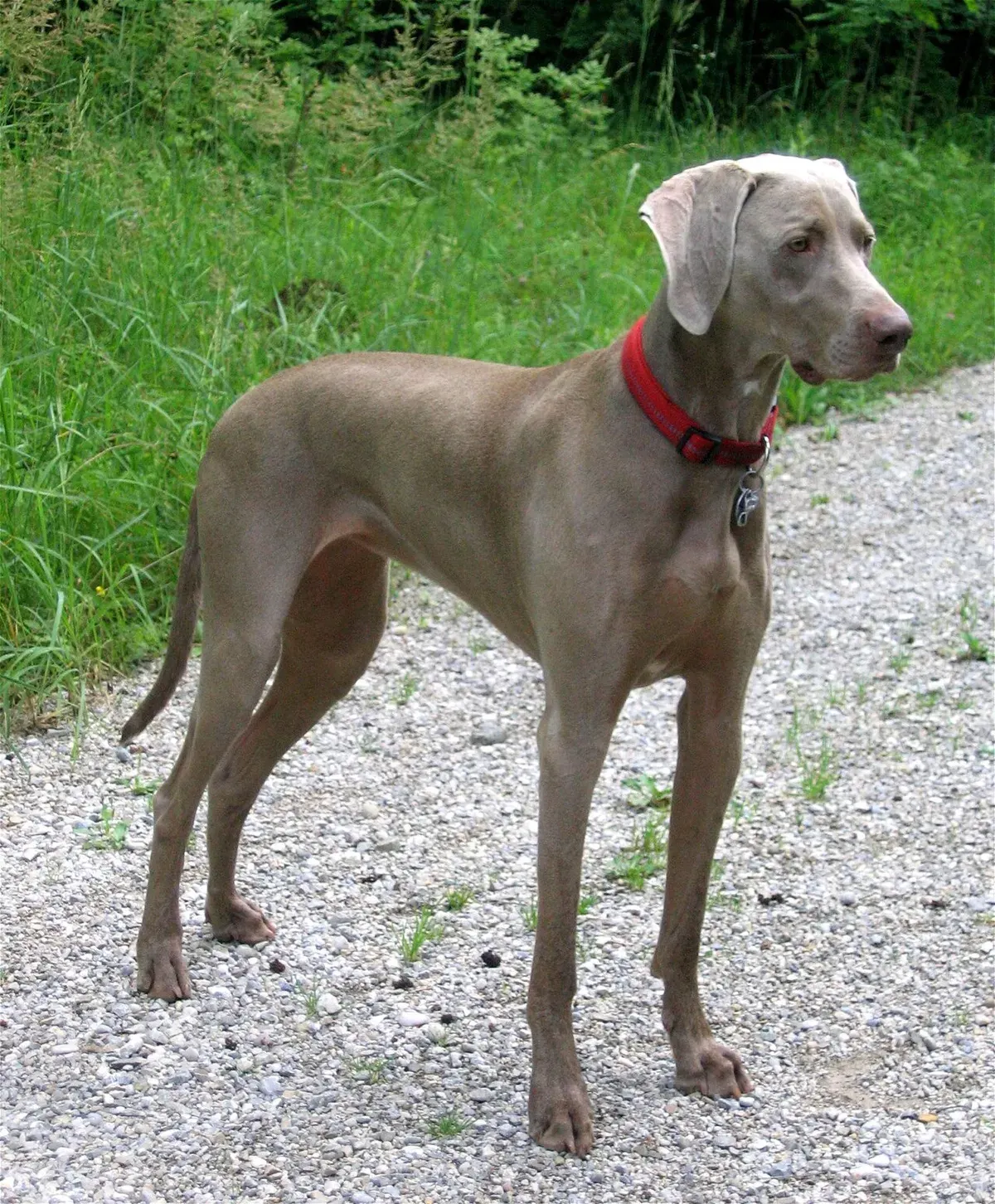 Photo d'un chien de race Braque de Weimar