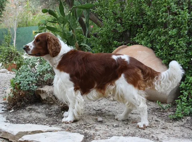 Photo d'un chien de race Springer gallois