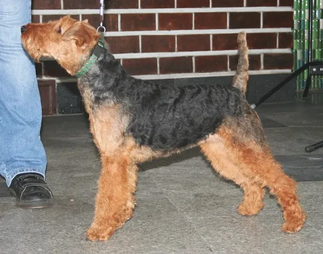 Photo d'un chien de race Welsh Terrier