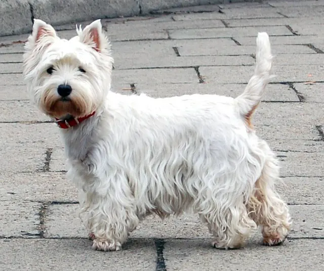 Photo d'un chien de race West Highland White Terrier