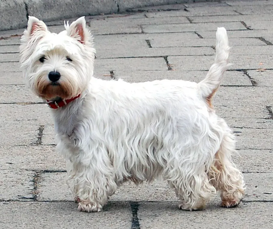 Photo d'un chien de race West Highland White Terrier