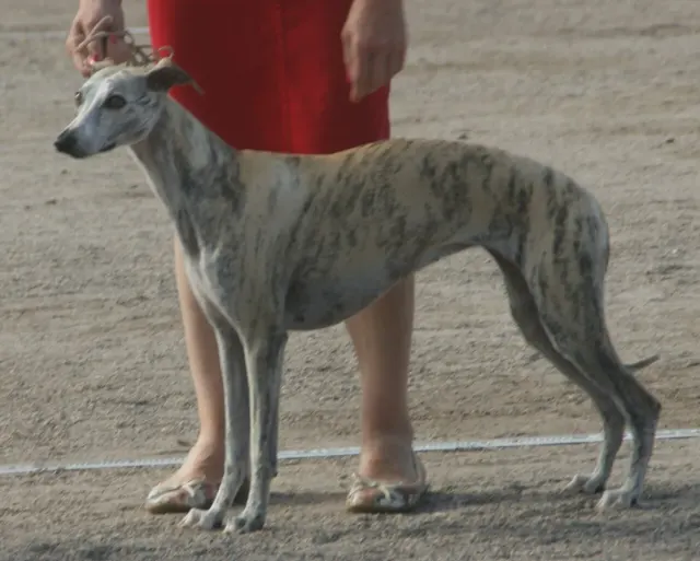 Photo d'un chien de race Whippet
