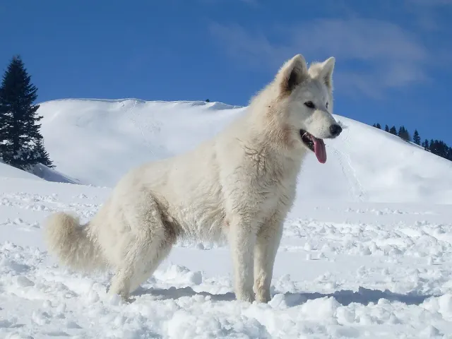 Photo d'un chien de race Berger blanc suisse
