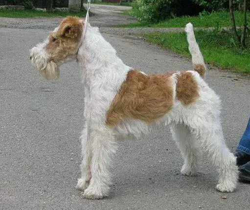Photo d'un chien de race Fox-terrier à poil dur