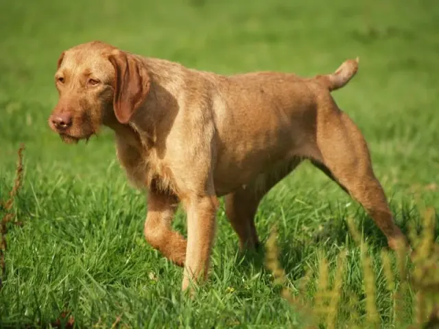 Photo d'un chien de race Braque hongrois à poil dur