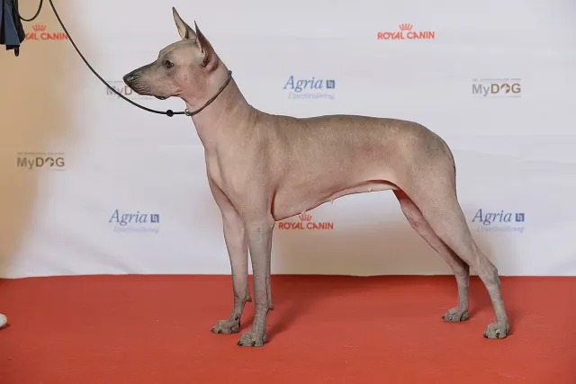Photo d'un chien de race Chien nu du Mexique (Xoloitzcuintle)