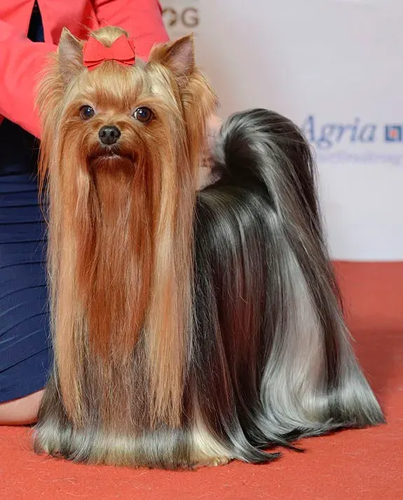 Photo d'un chien de race Yorkshire Terrier